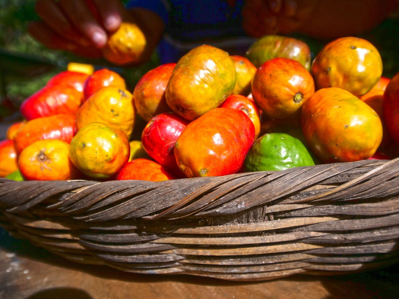 Fruits in El Salvador