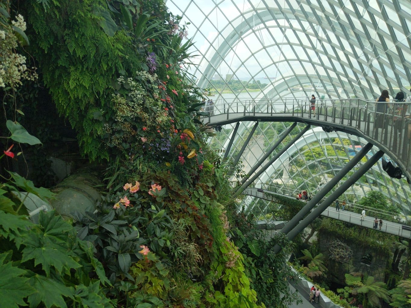 "Cloud Forest "