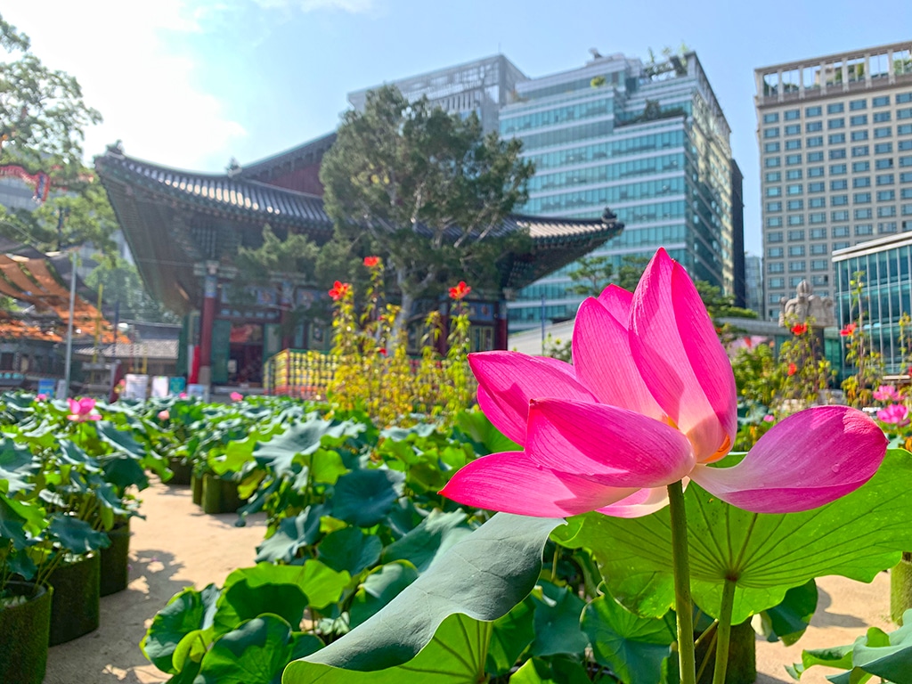 Lotus leaf in bloom at Jogyesa temple