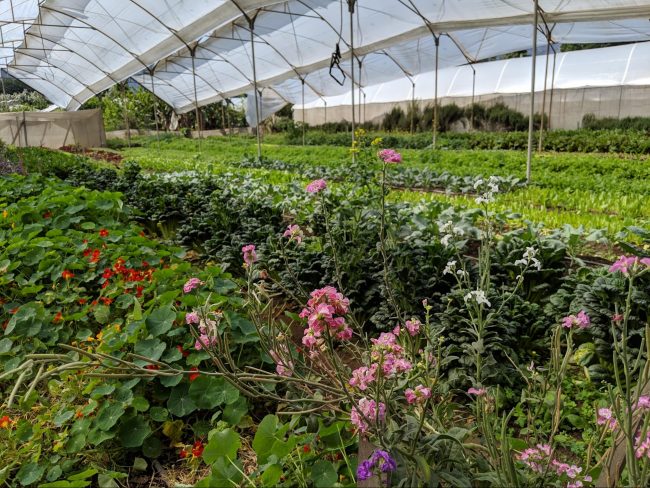 Caoba Farms