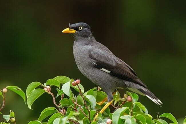 Javan Myna Kent Ridge Park