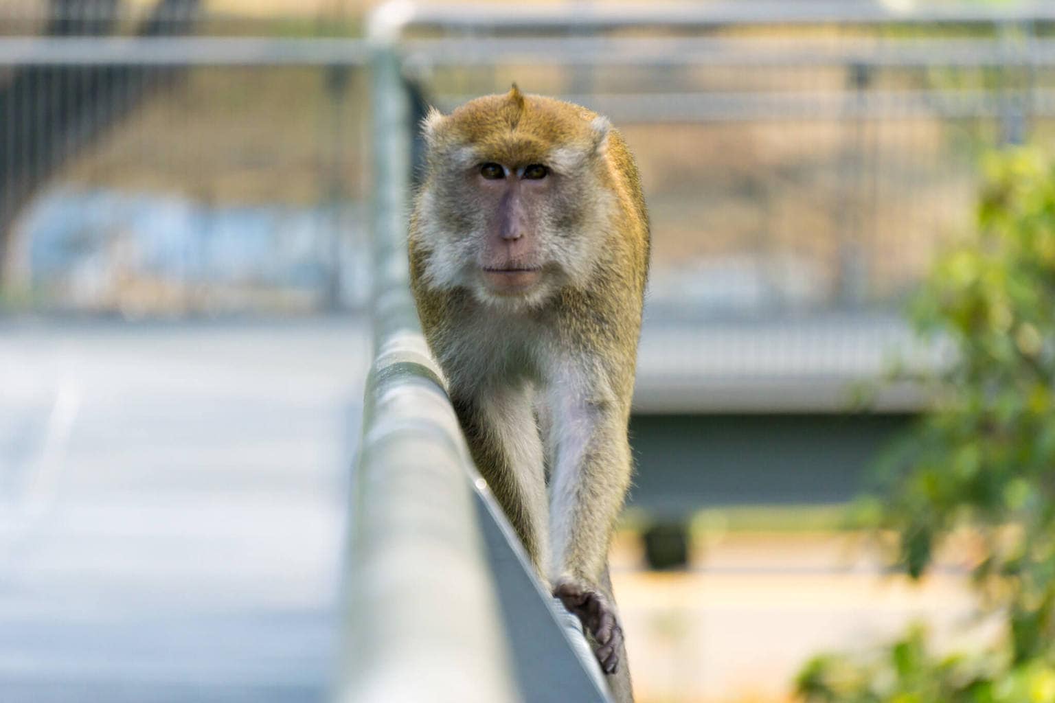Macaque at the Southern Ridges