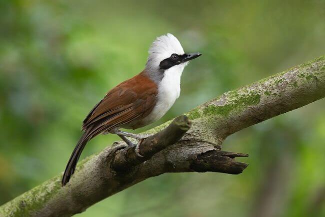 White-crested Laughingthrush Kent Ridge park