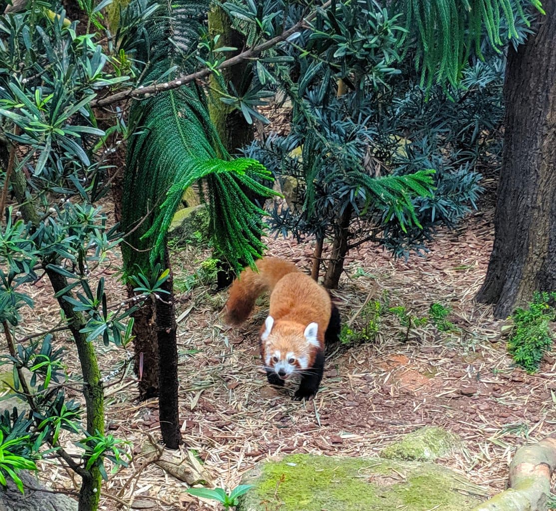 Red panda at Singapore River Safari