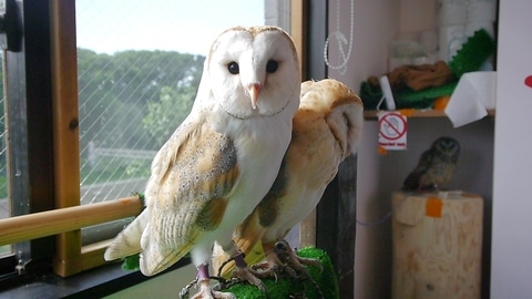 Owl cafe in Tokyo