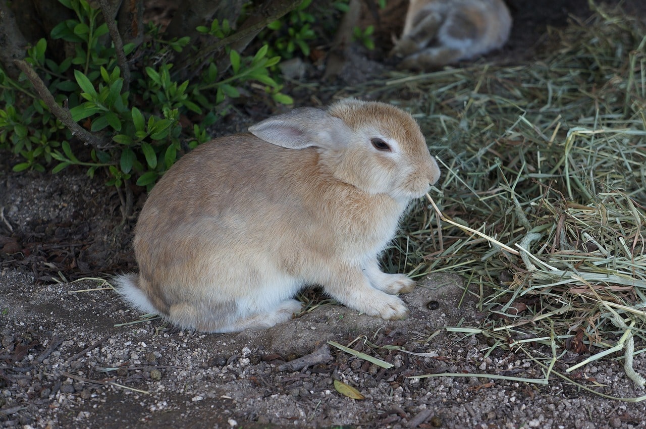 A rabbit in Okunoshima