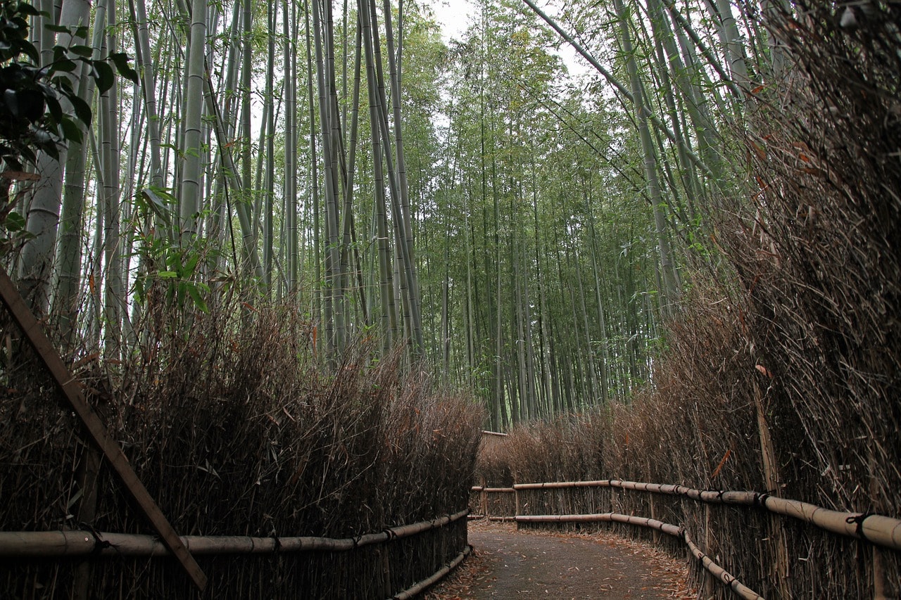 Arashiyama bamboo forest