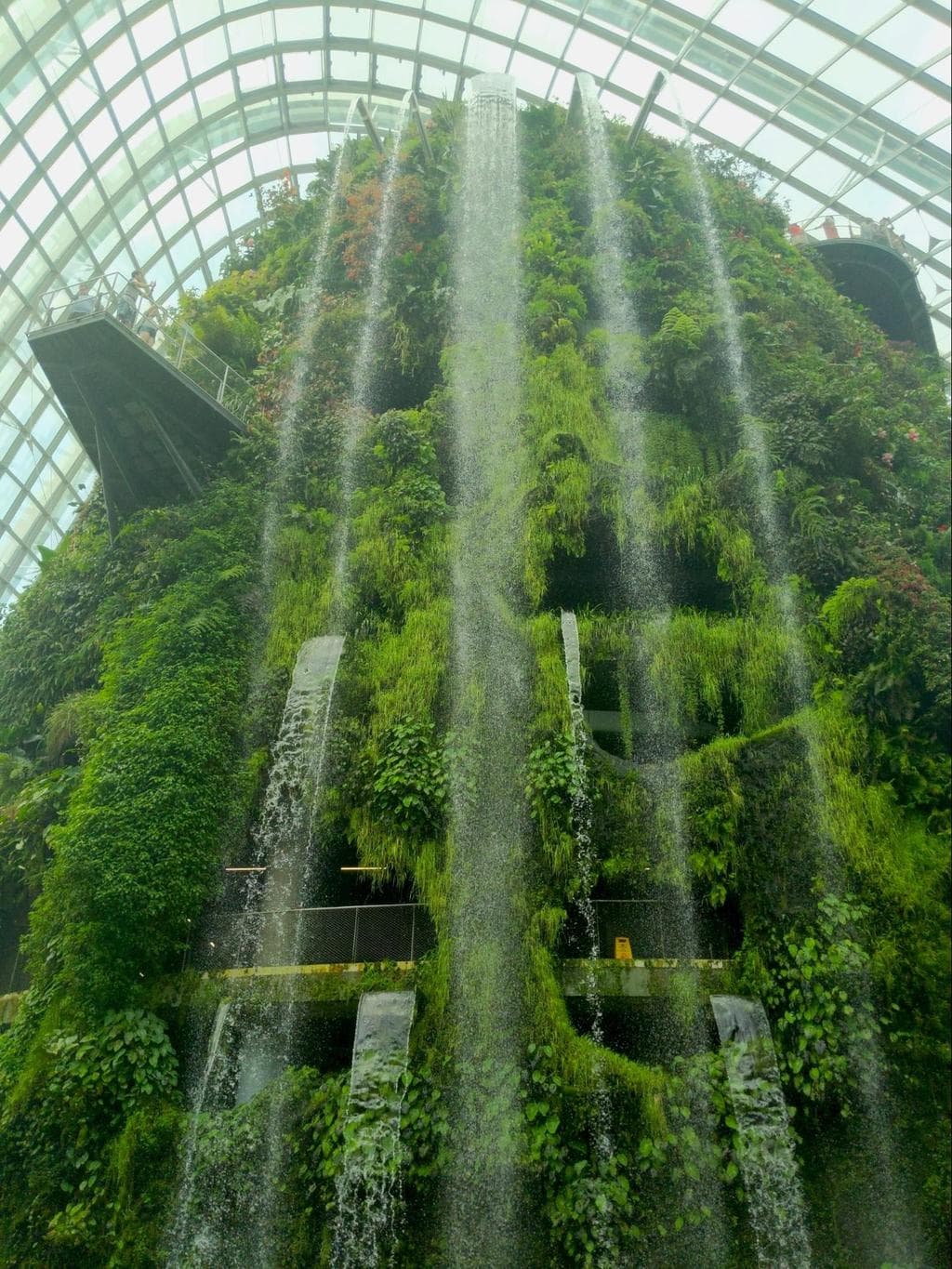 Cloud Forest mountain from the bottom