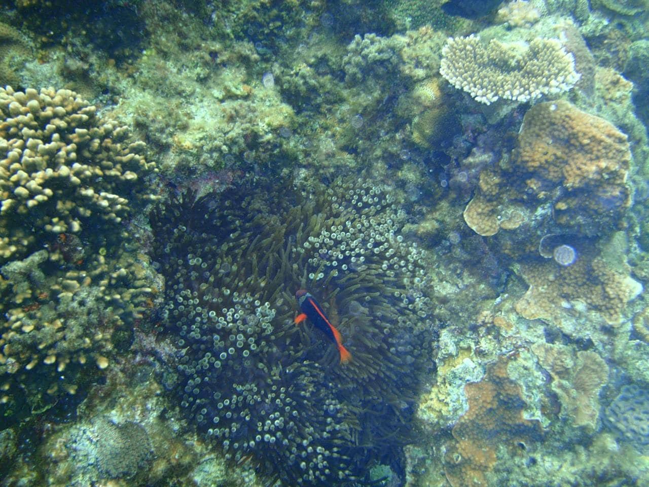 Diving in Okinawa