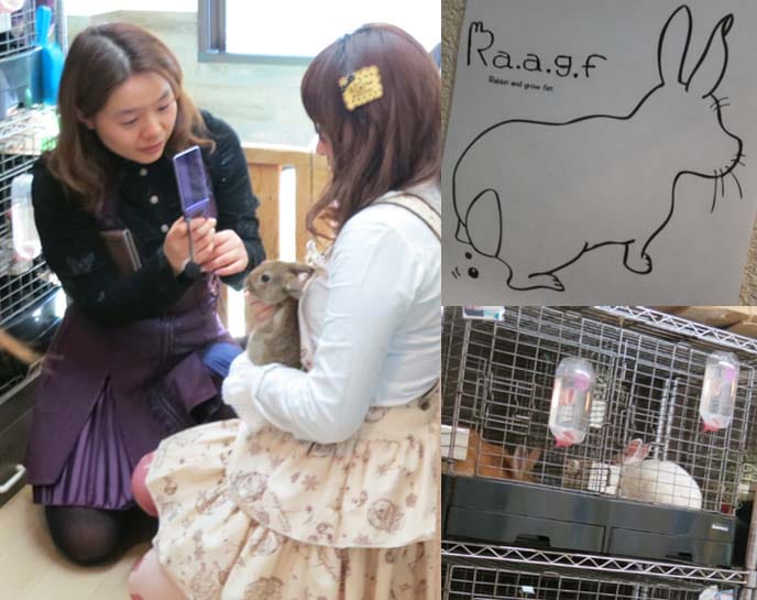 Even smaller critters to cuddle in Japan