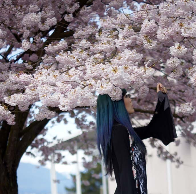 Famous cherry blossoms in Japan