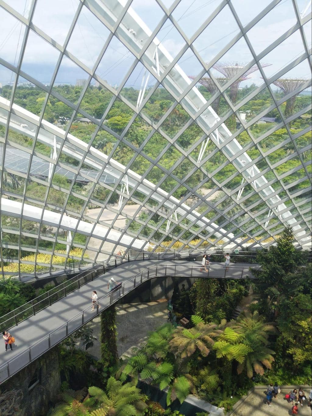 Forest Walk at Cloud Forest