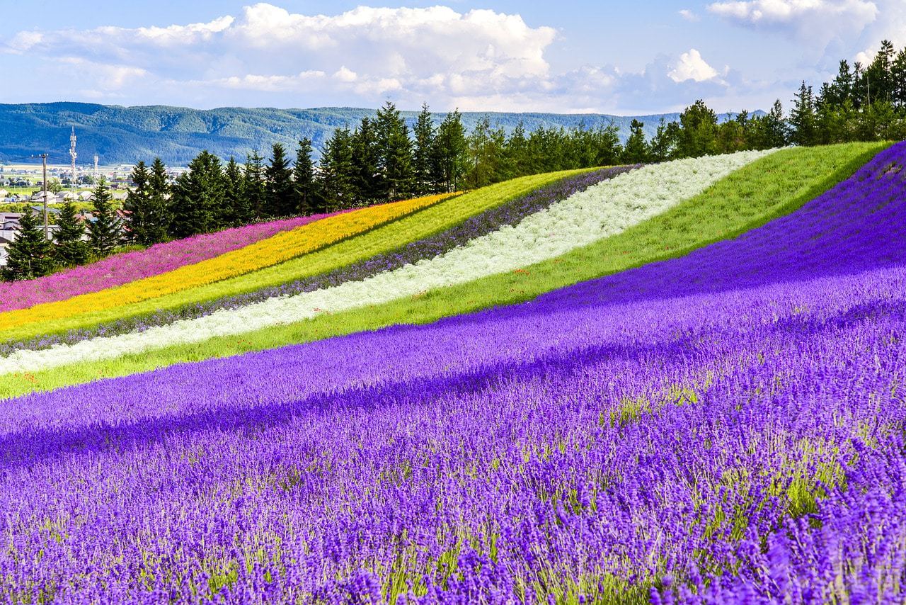 Japan’s flower fields