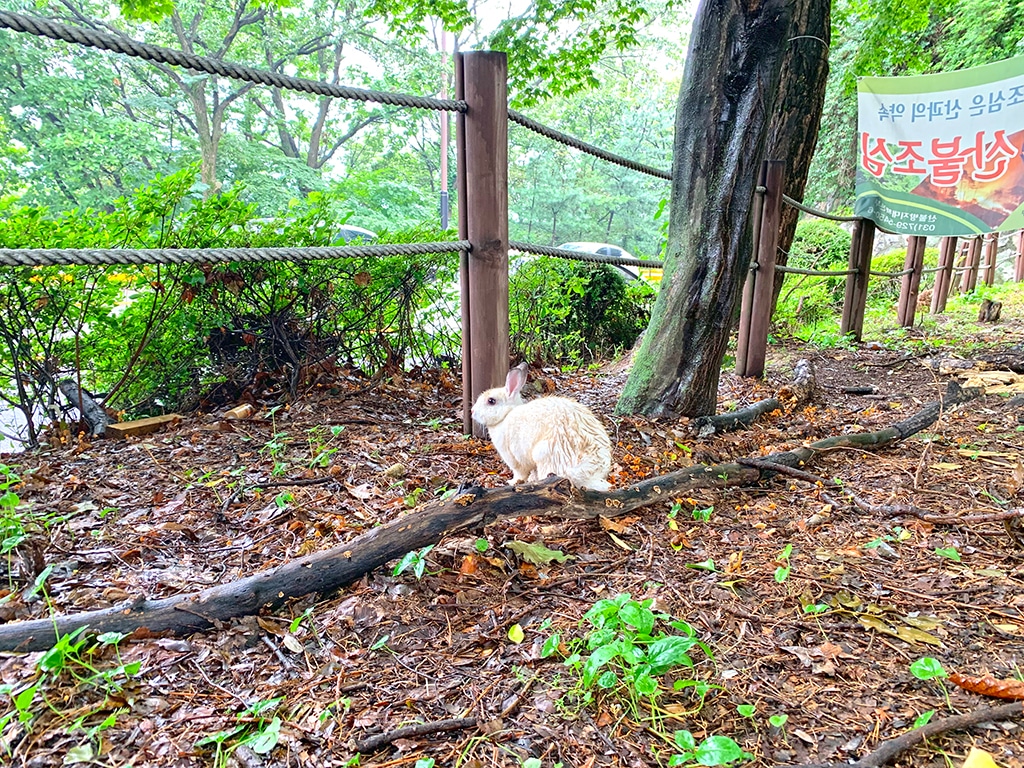Little mountain rabbit on Namhansanseong