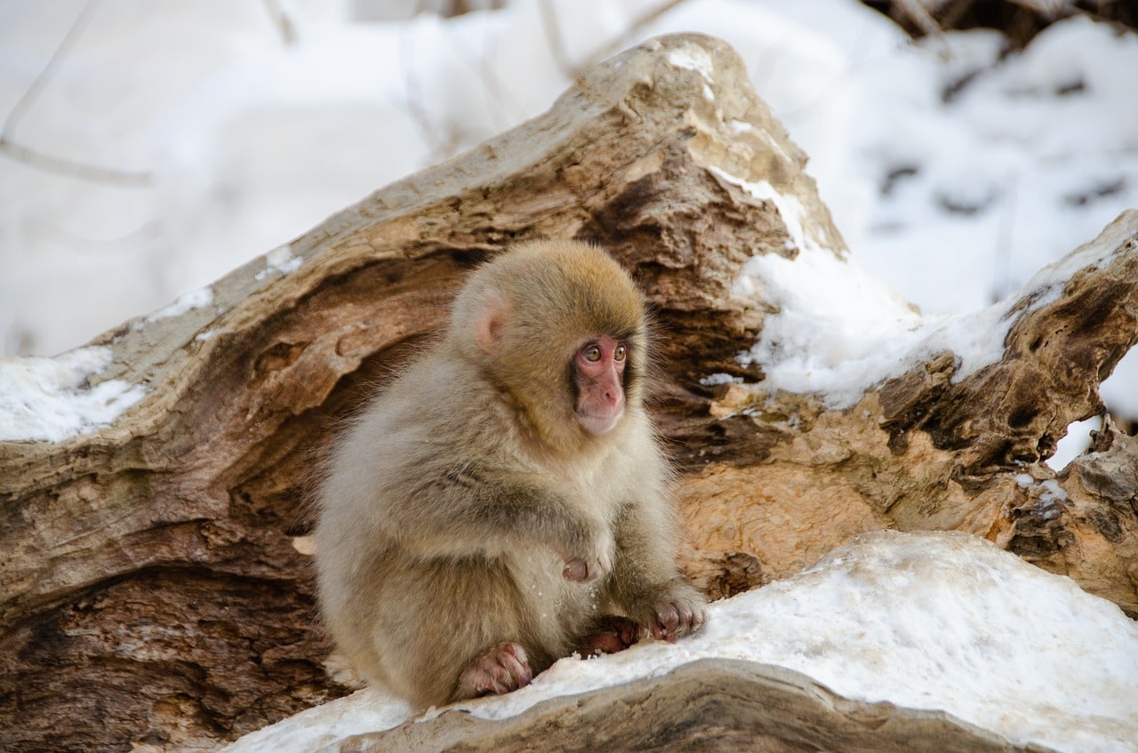 Observing the Snow Monkeys, one of the best things to do in Japan