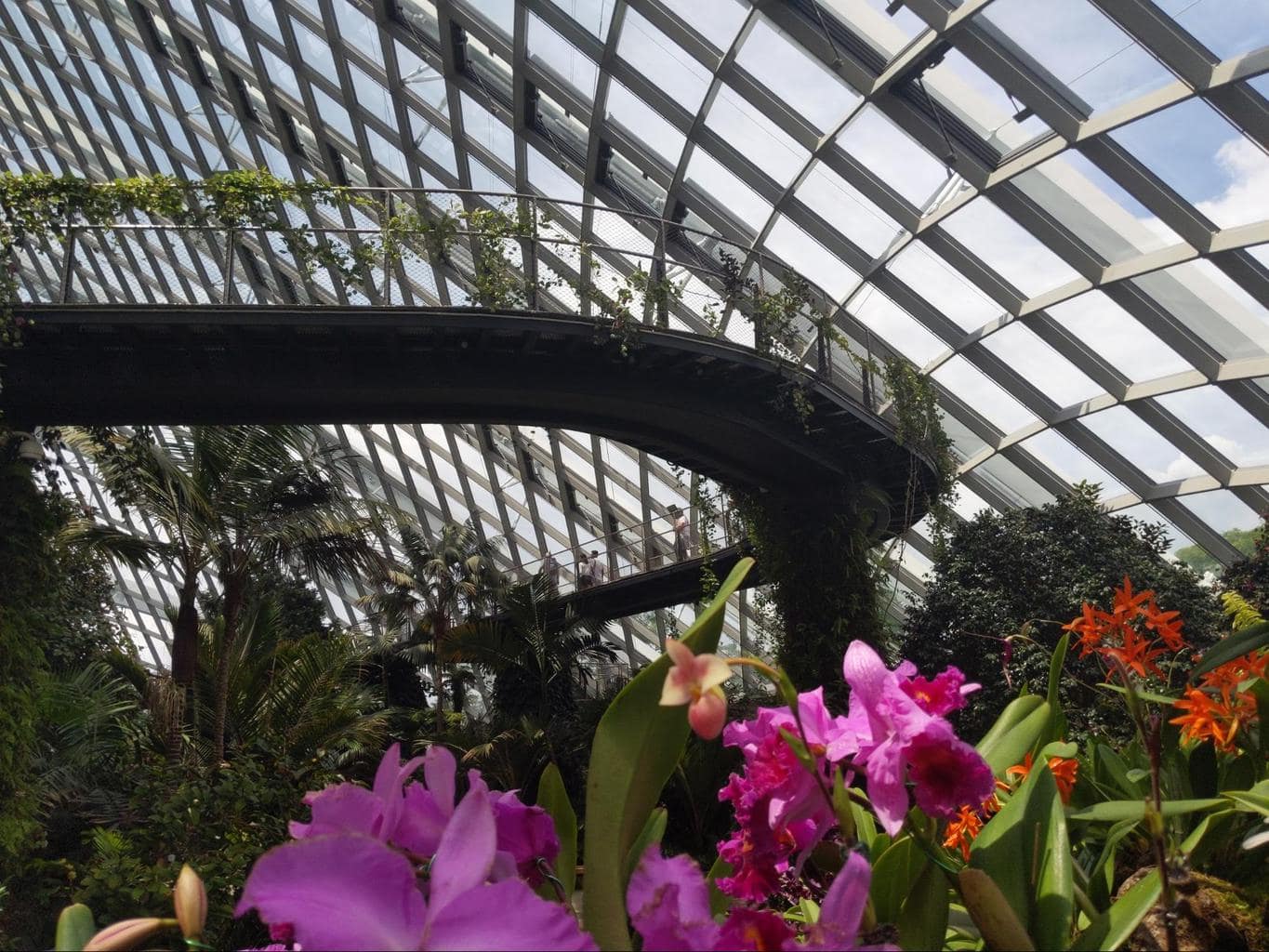 Orchid display at Cloud Forest