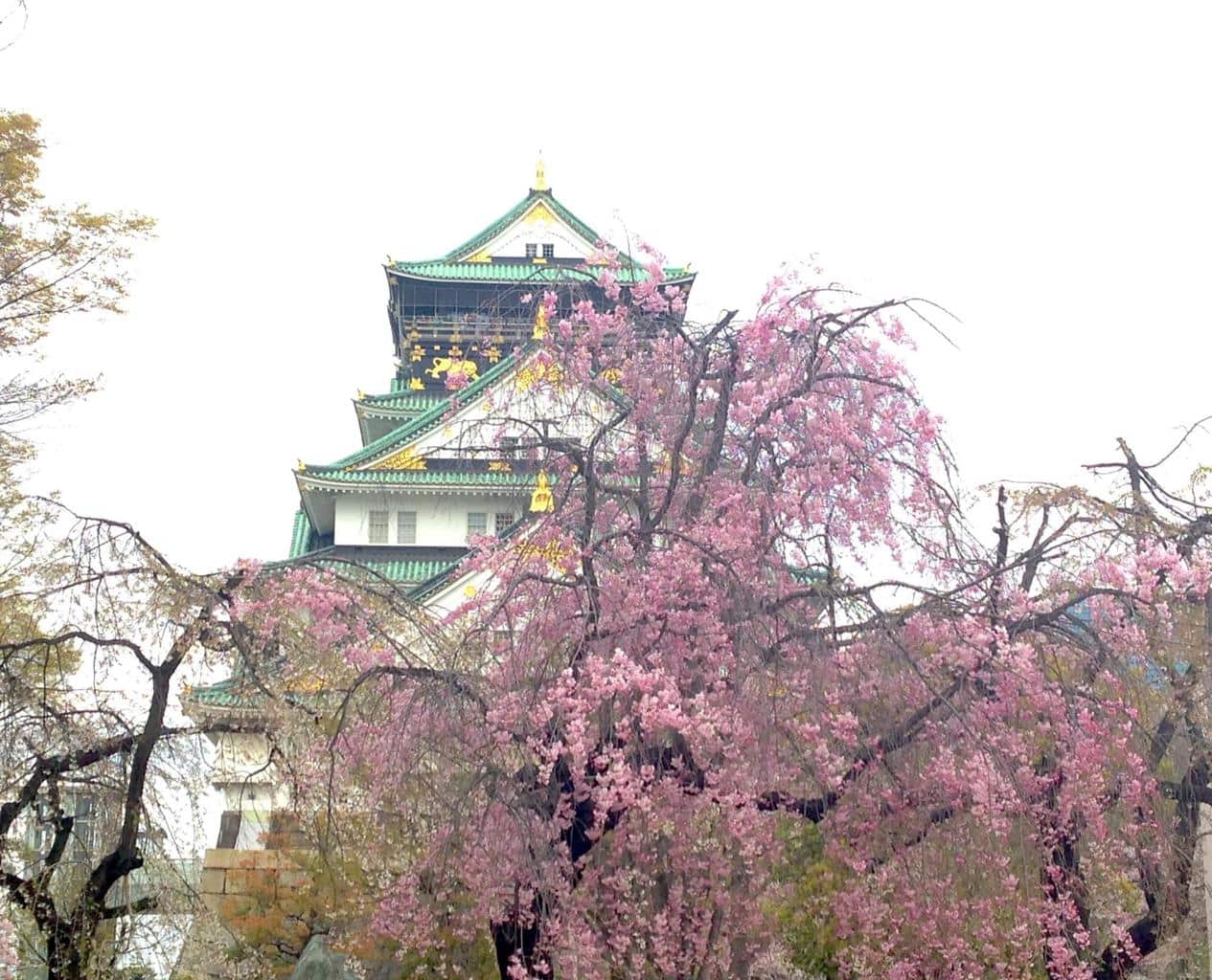 Osaka Castle during sakura