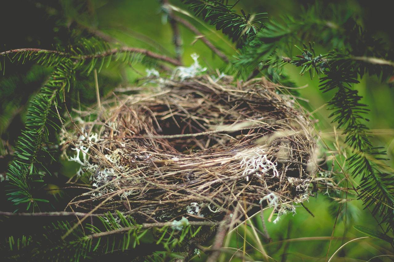 Bird’s nest, a place for foraging in China