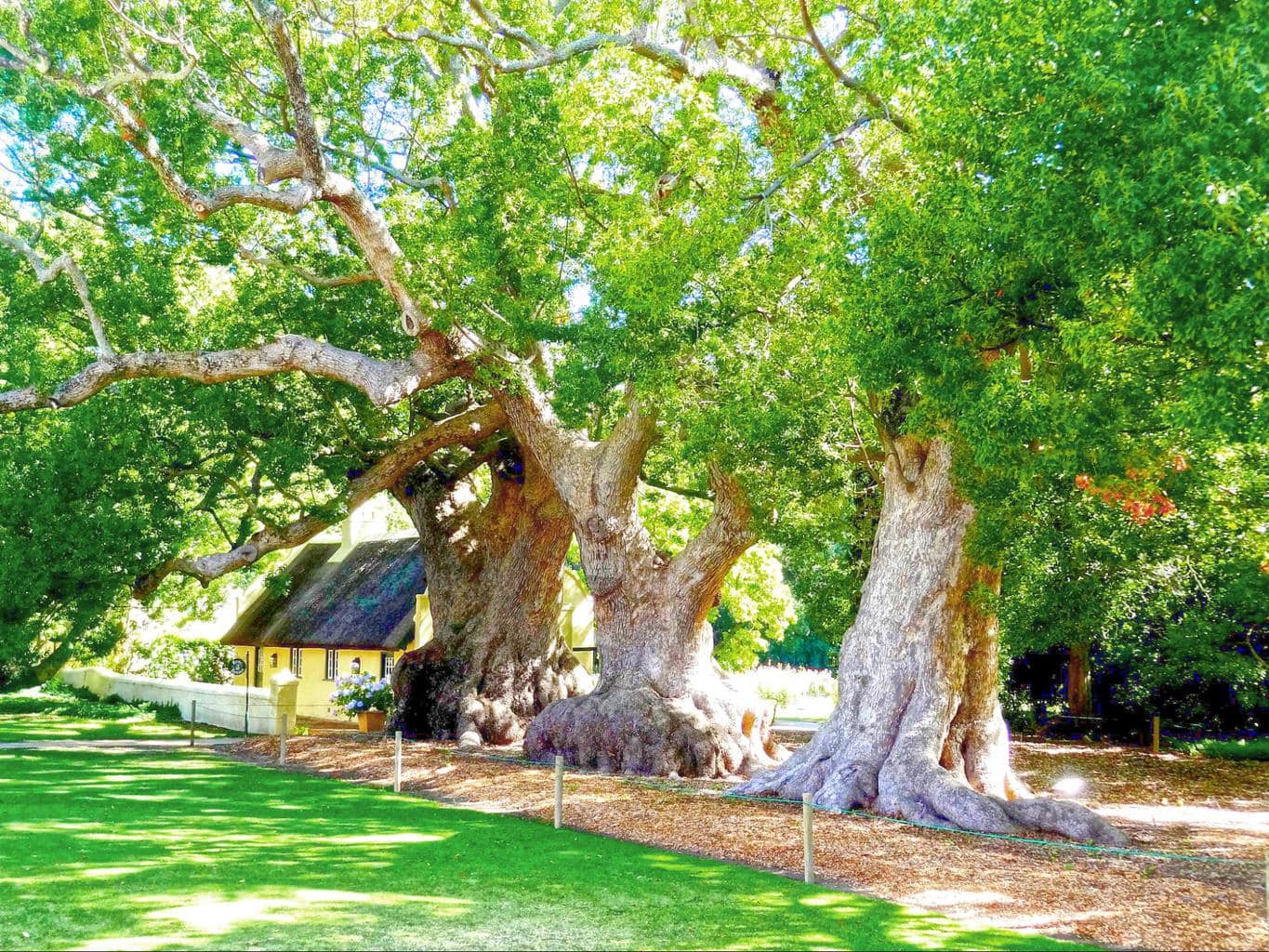 Camphor trees. Flickr Werner Bayer (CC BY 2.0)