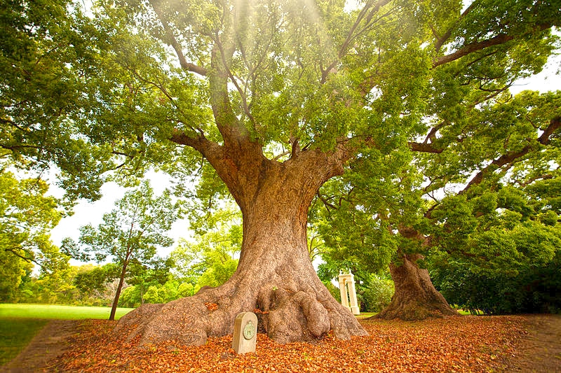 Camphor trees. Wikipedia LRMitchell (CC BY-SA 3.0)