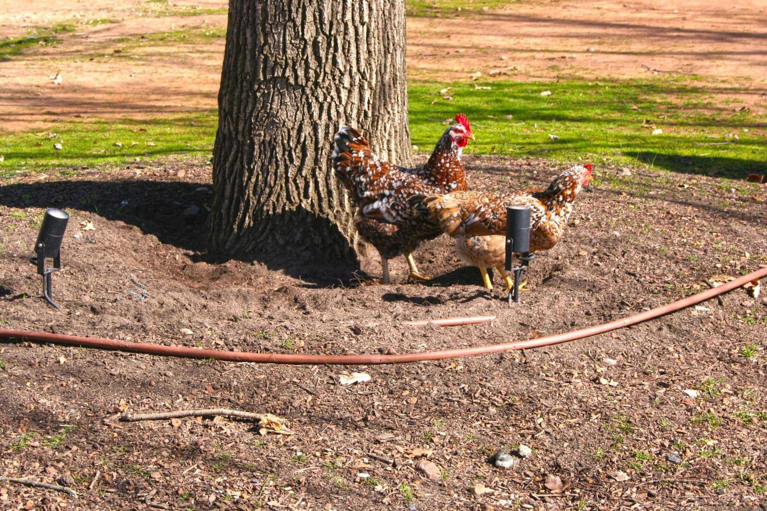 Chickens at Babylonstoren