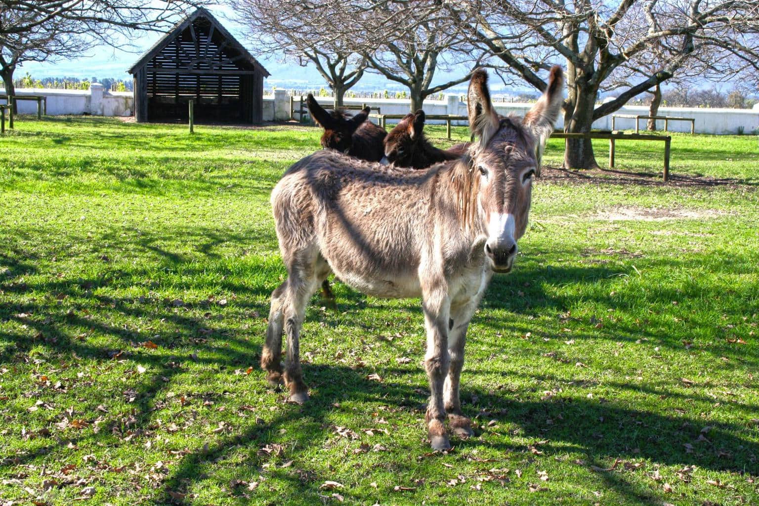 Donkey at Babylonstoren