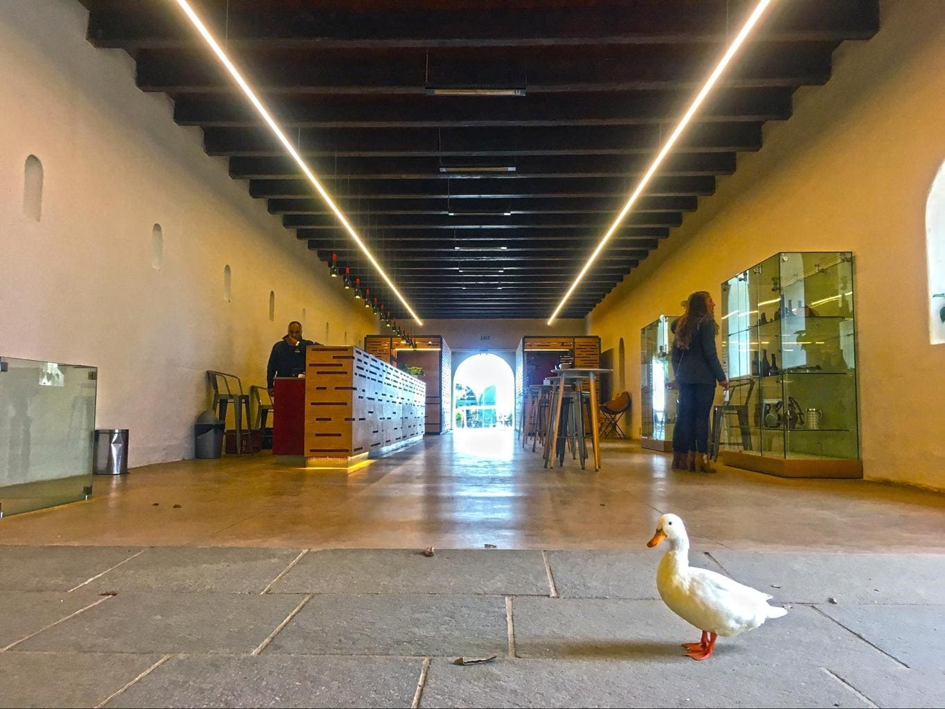 Duck going sightseeing at Groot Constantia