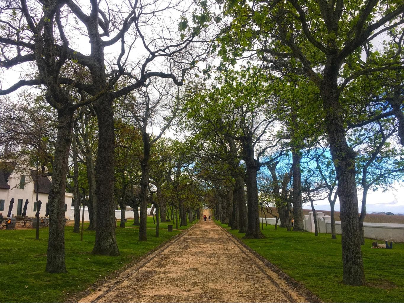 The grounds at Groot Constantia