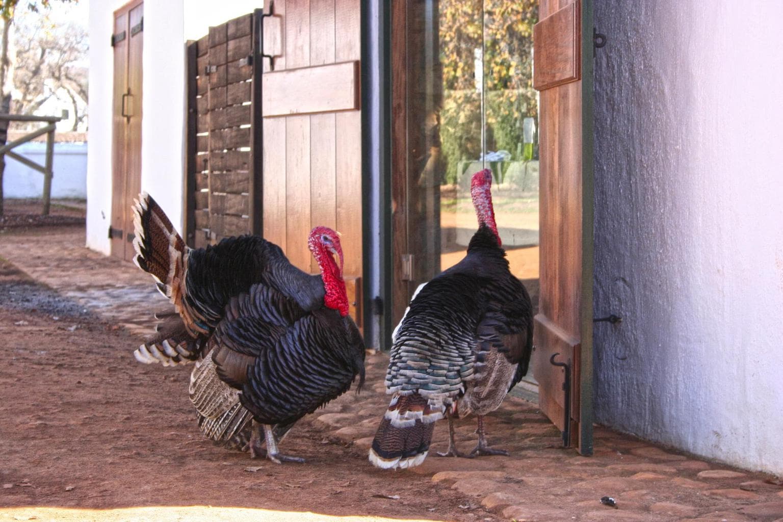 Turkey at Babylonstoren