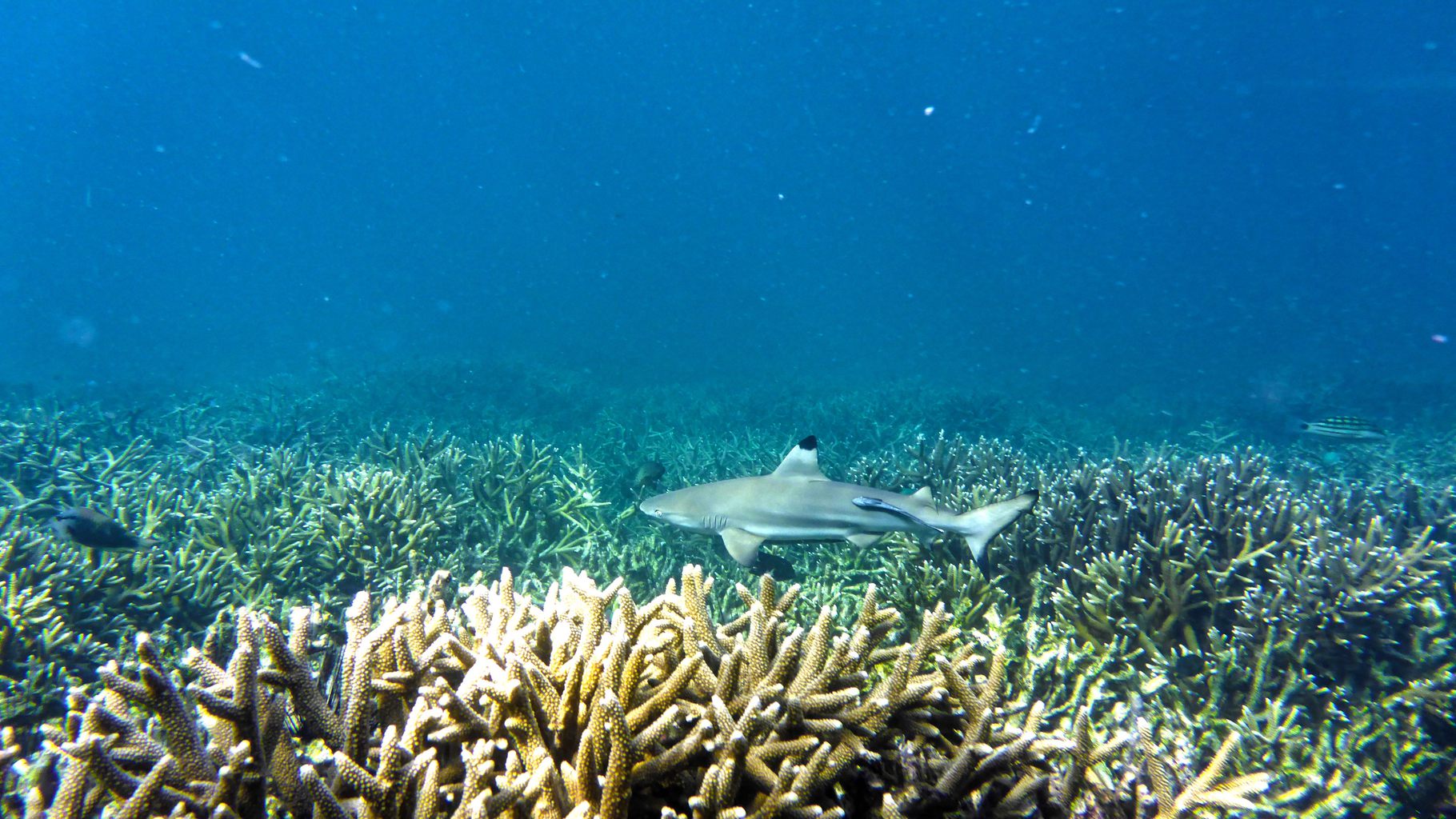 Black tip fin shark