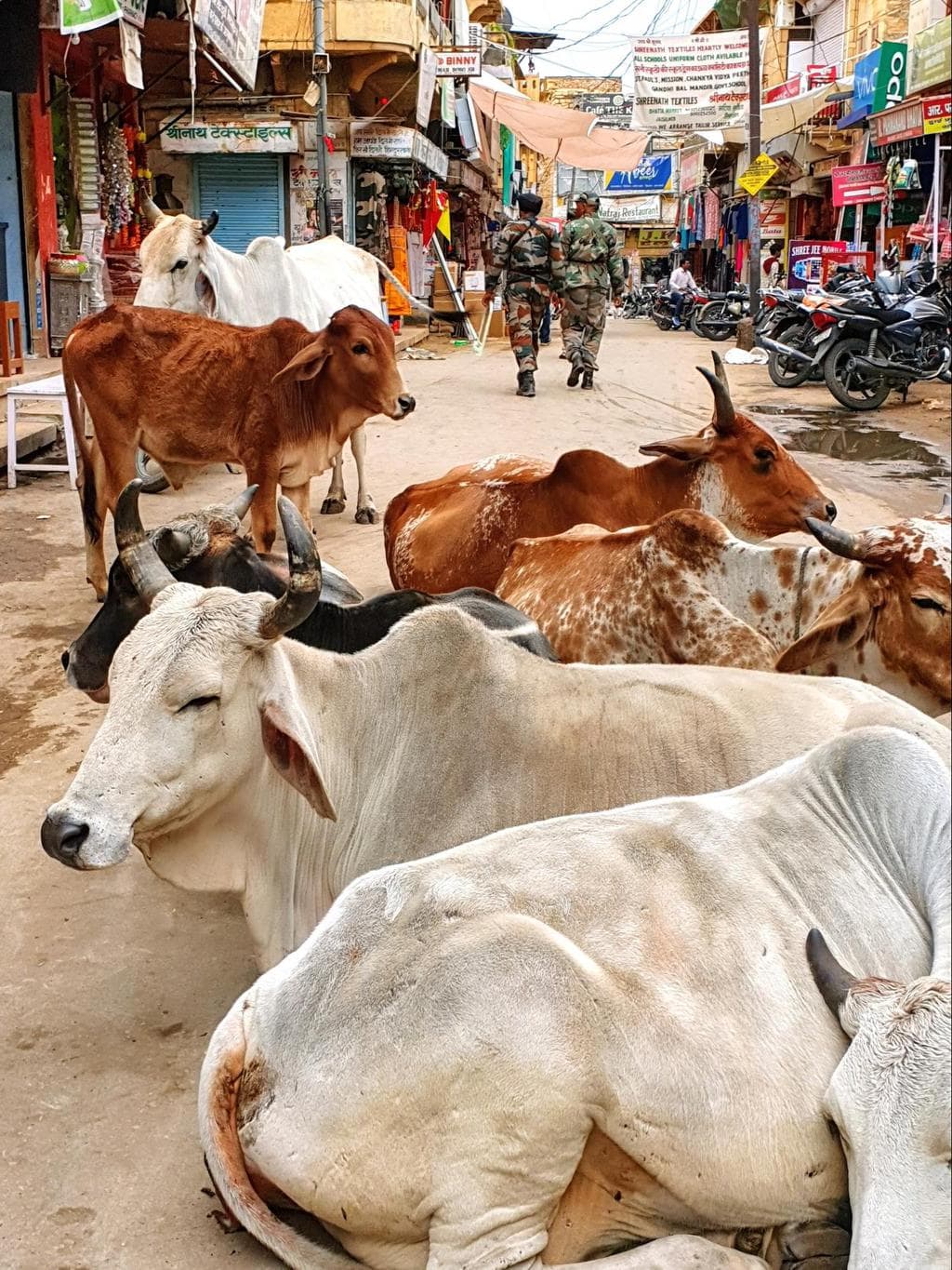 Cows are everywhere in Jaisalmer