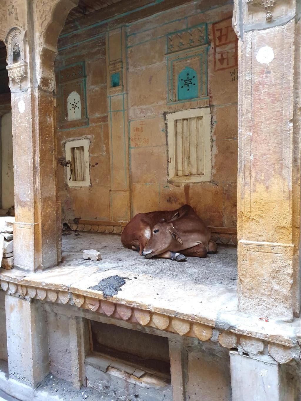 Cows in Jaisalmer