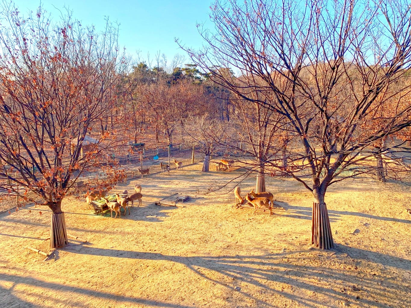 Deer at Seoul Forest