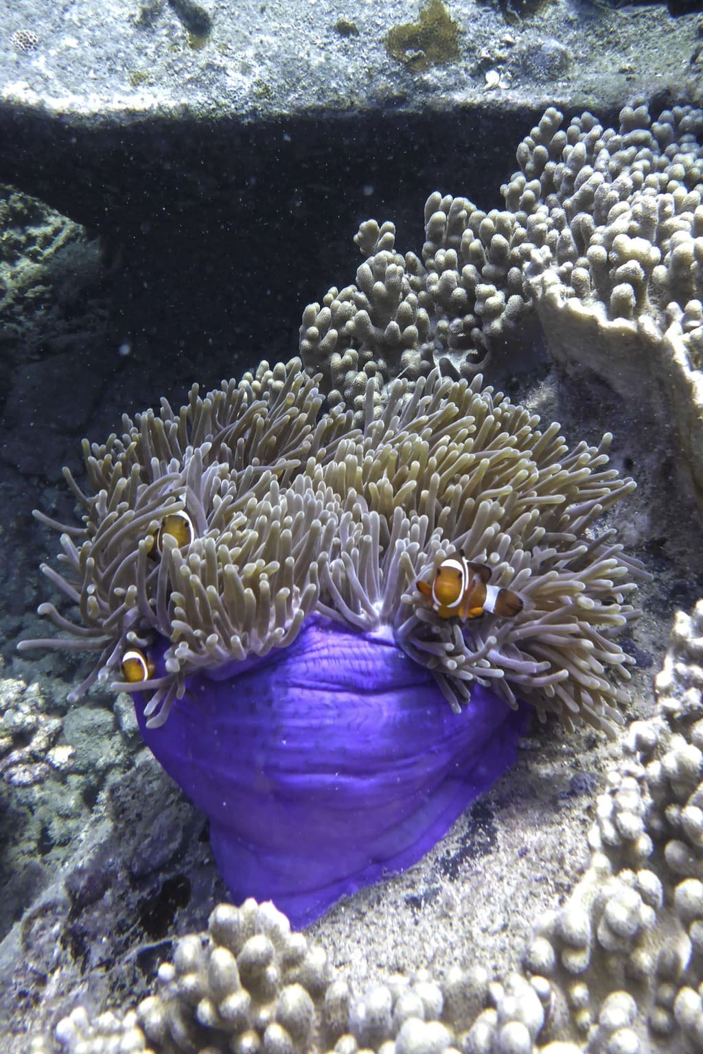 Finding clown fish in Tioman Island