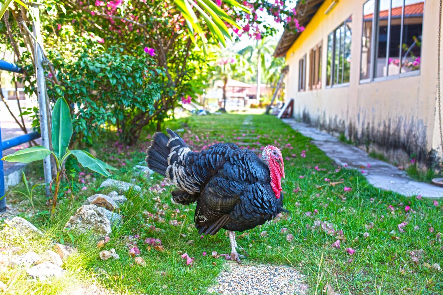 Freerange turkey on Tioman Island