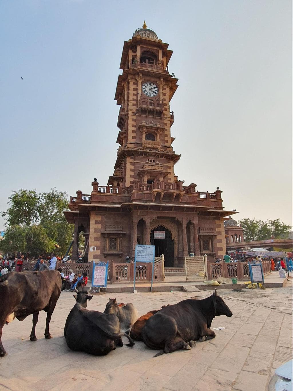 Ghanta Ghar Clock Tower cows