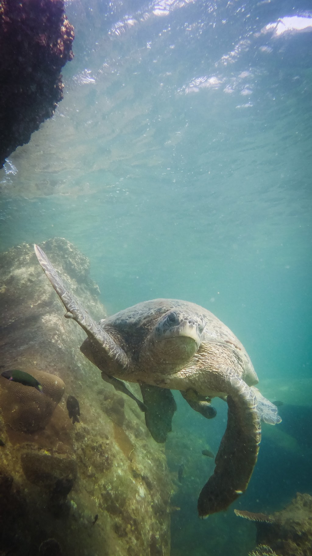 Gorgeous Hawkbill Turtle