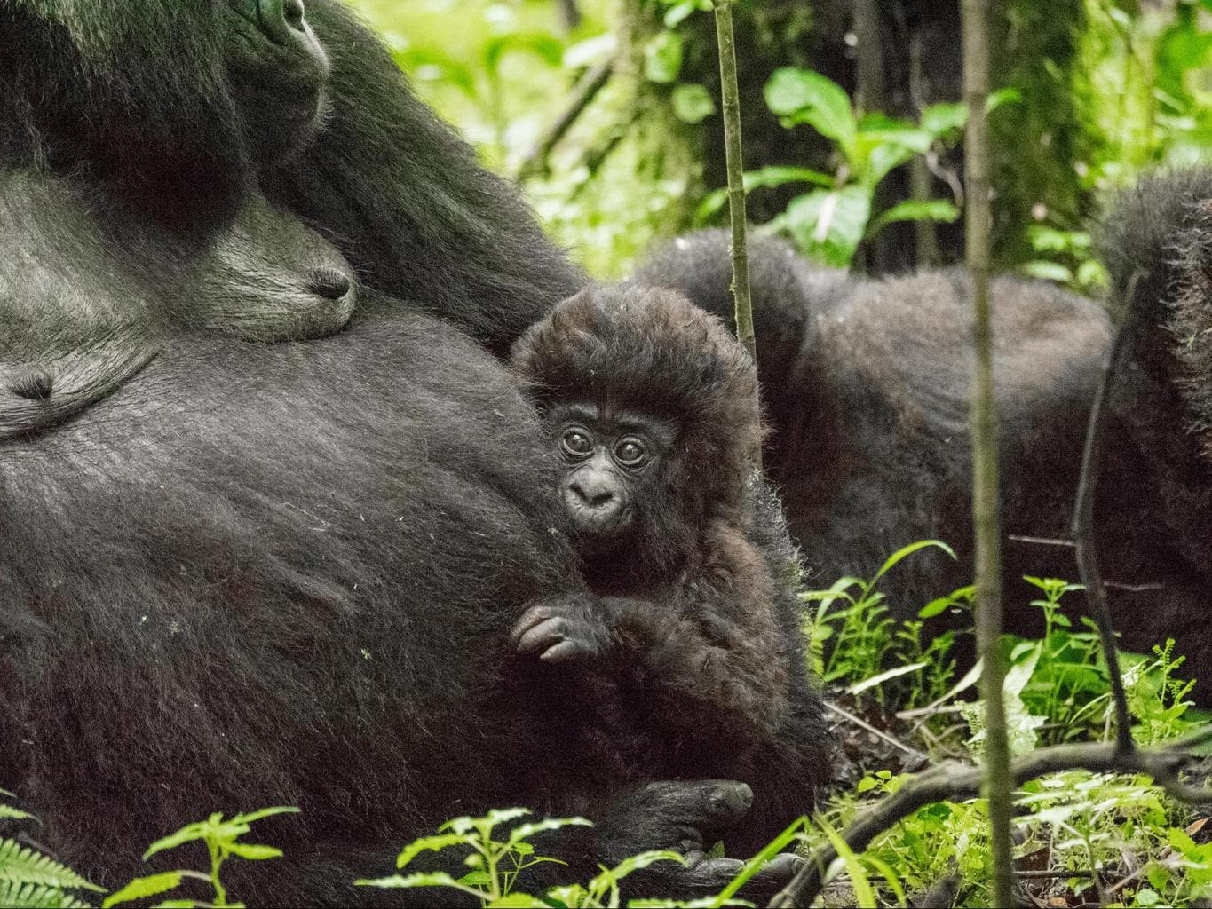 Gorilla trekking in Rwanda