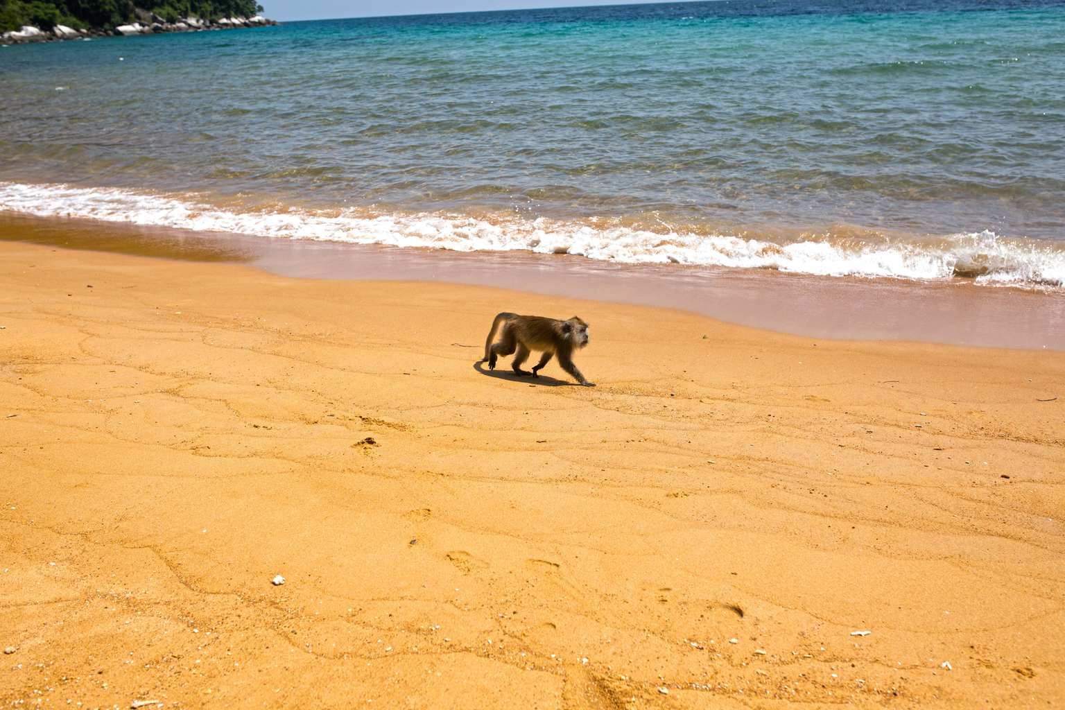 Monkey at Money Beach