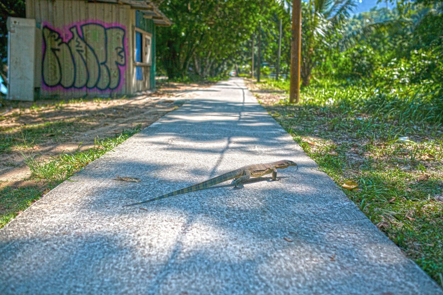 Monitor lizard crossing the street