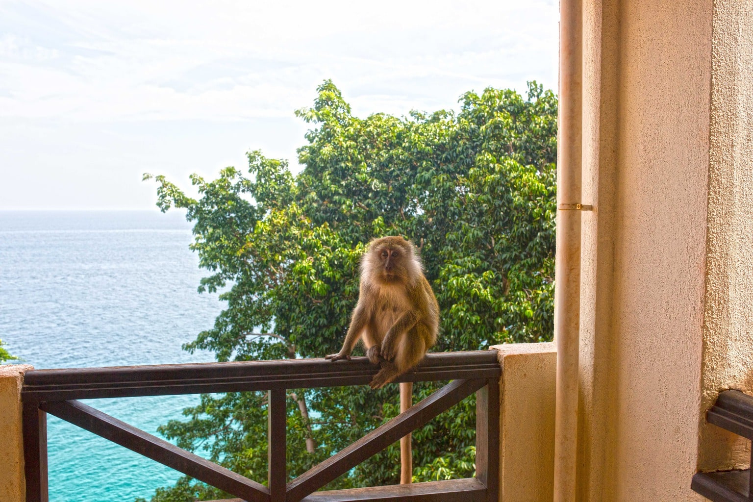 Monkey on the balcony