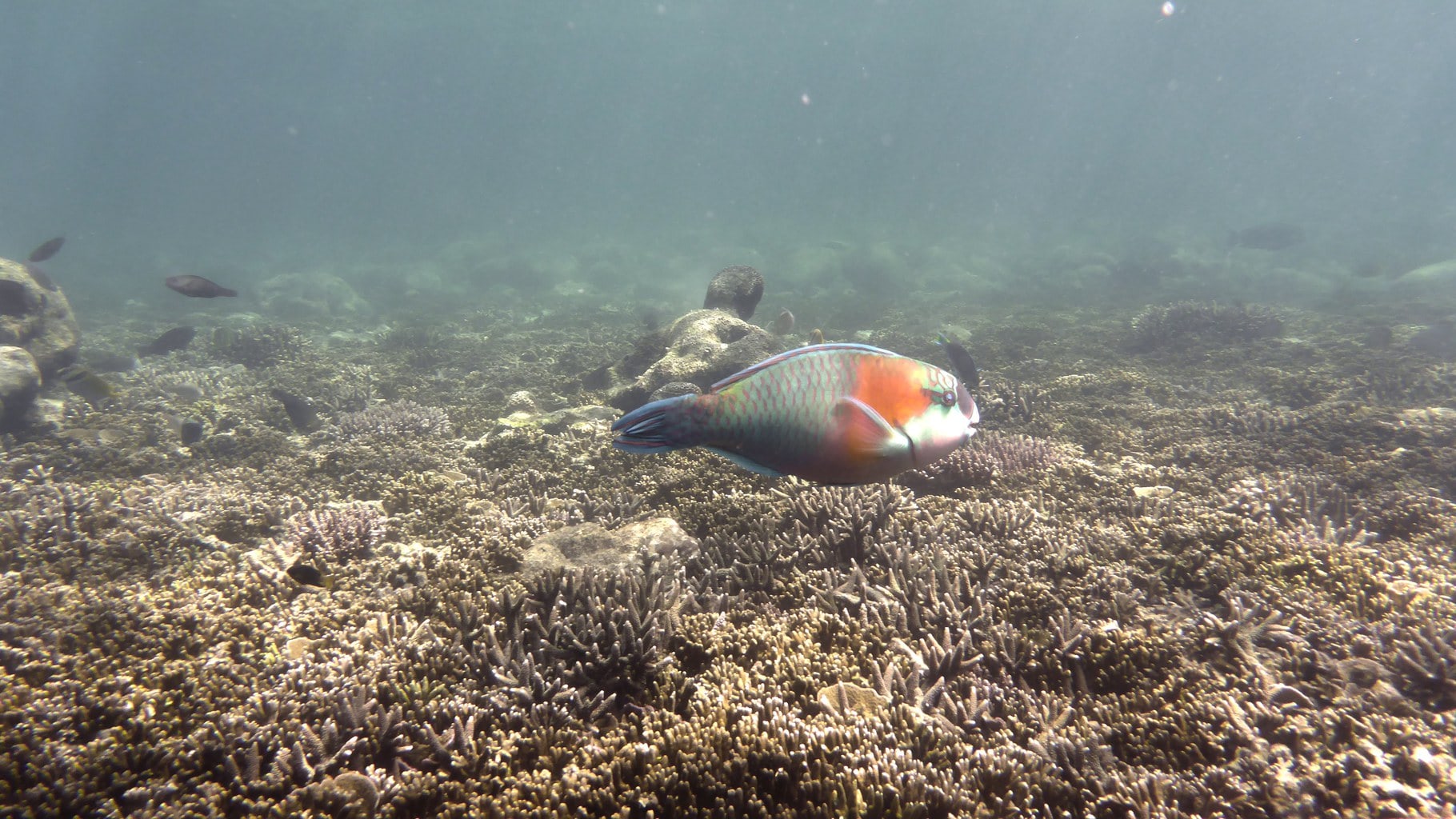 Parrot fish