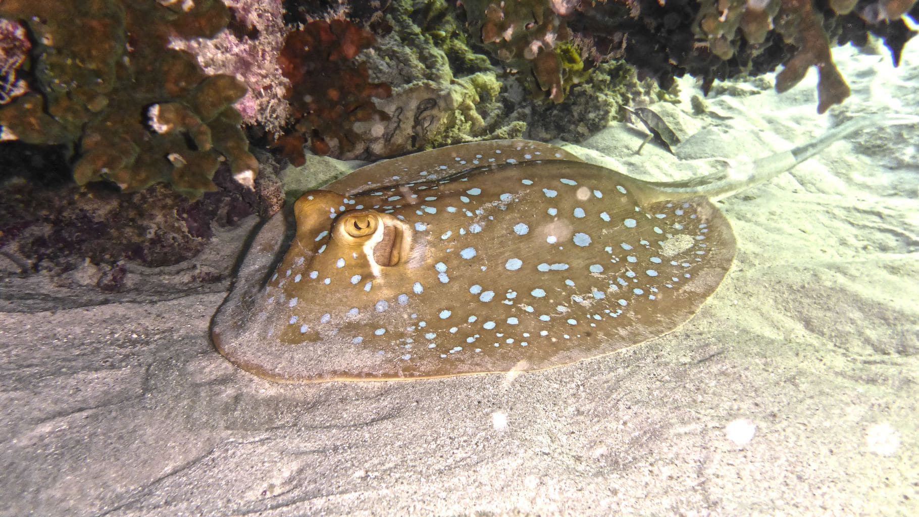 Stingray