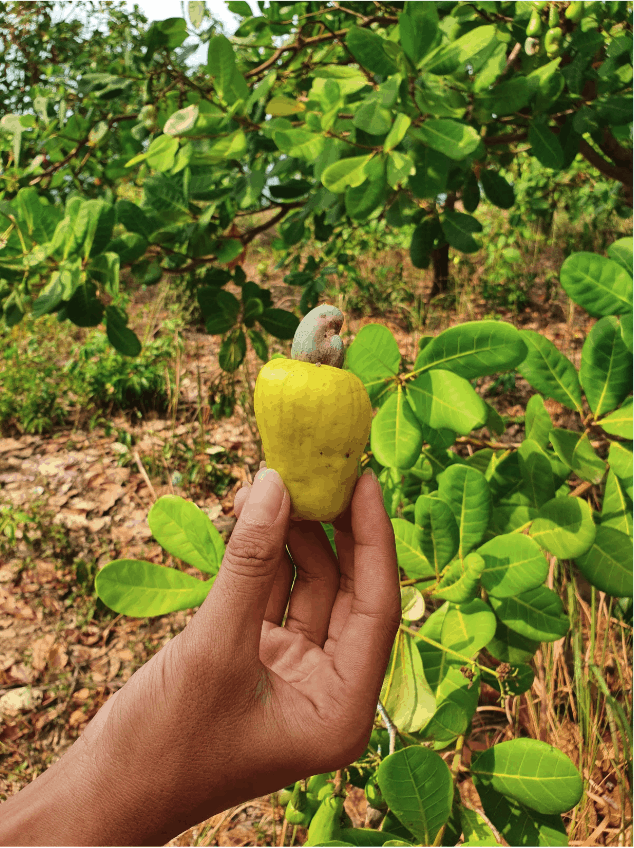 Cashew nut and fruit