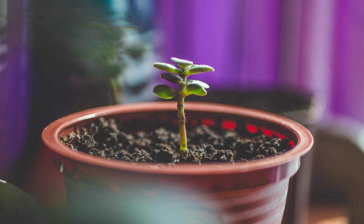 Sprout a plant