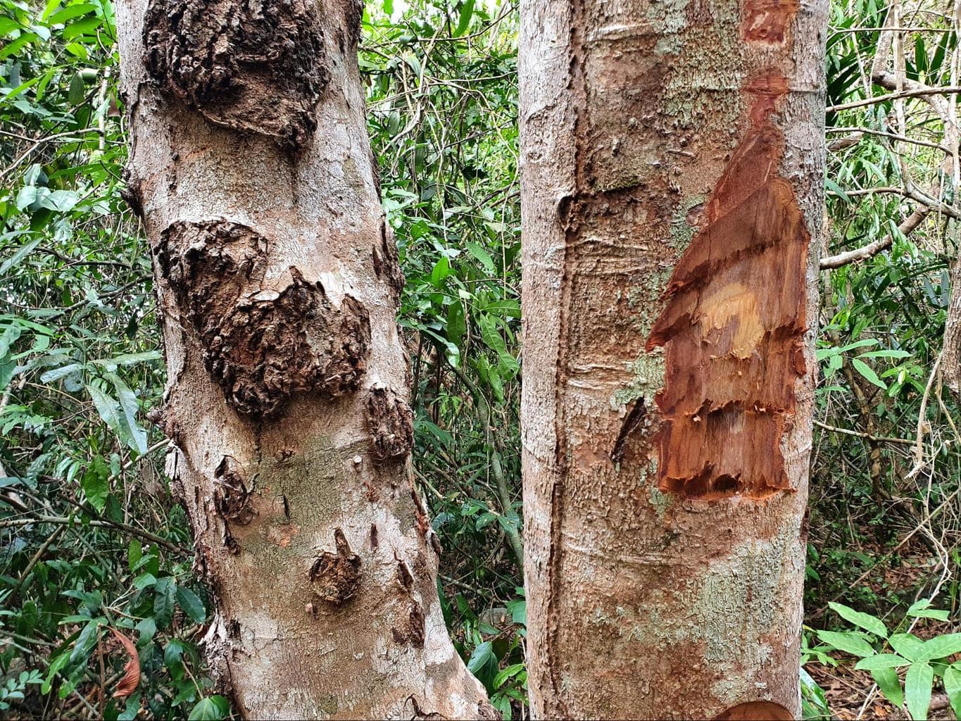 Trees cut to check if they are rosewood trees