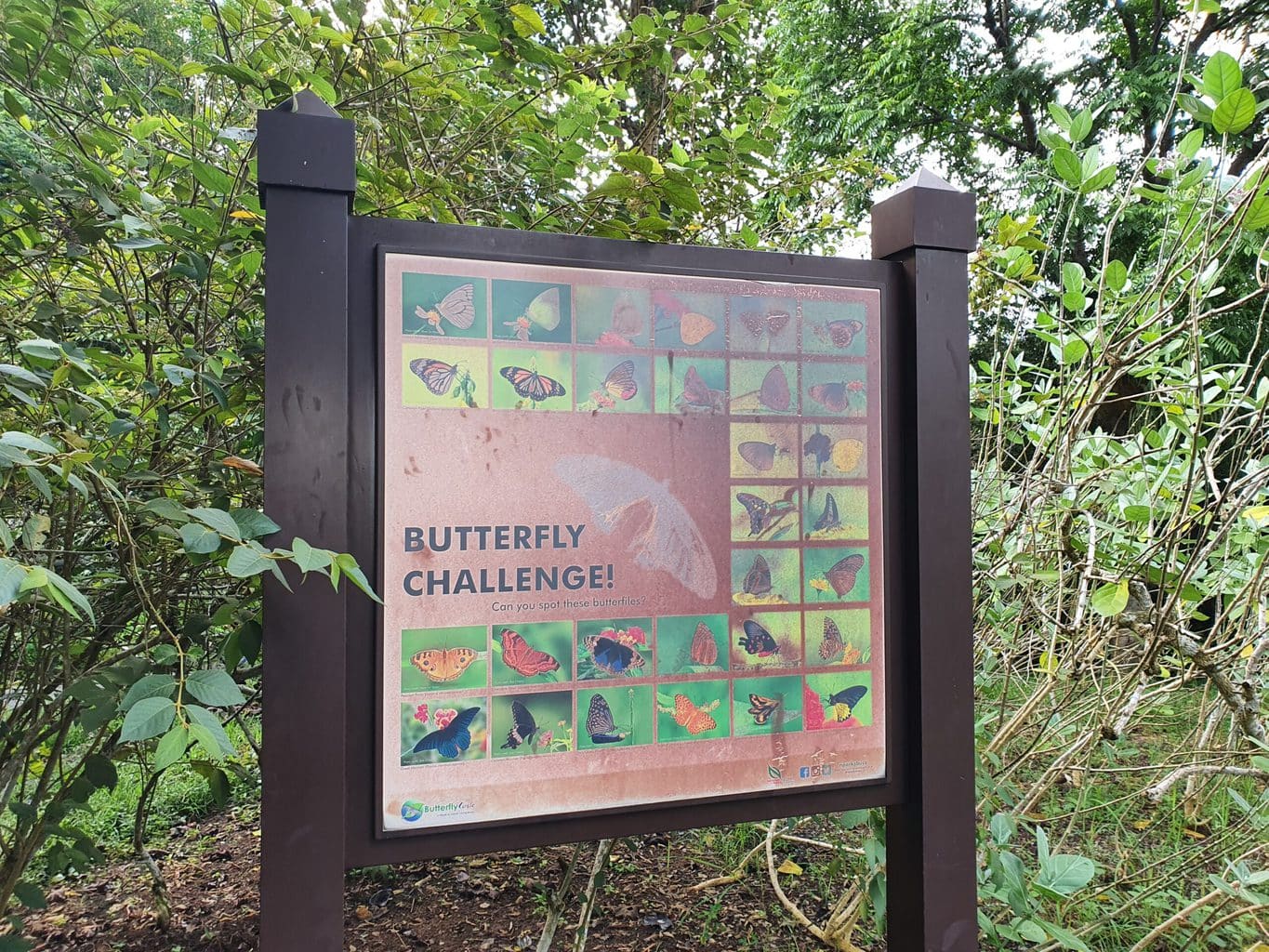 Butterfly hill in Pulau Ubin