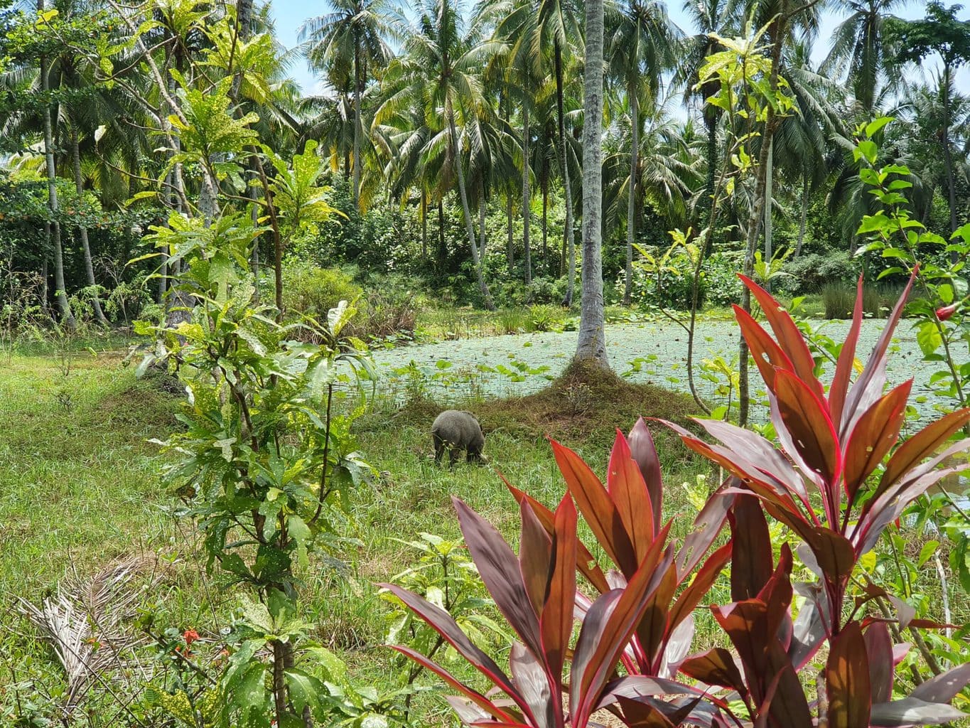 Wild pig in Pulau Ubin