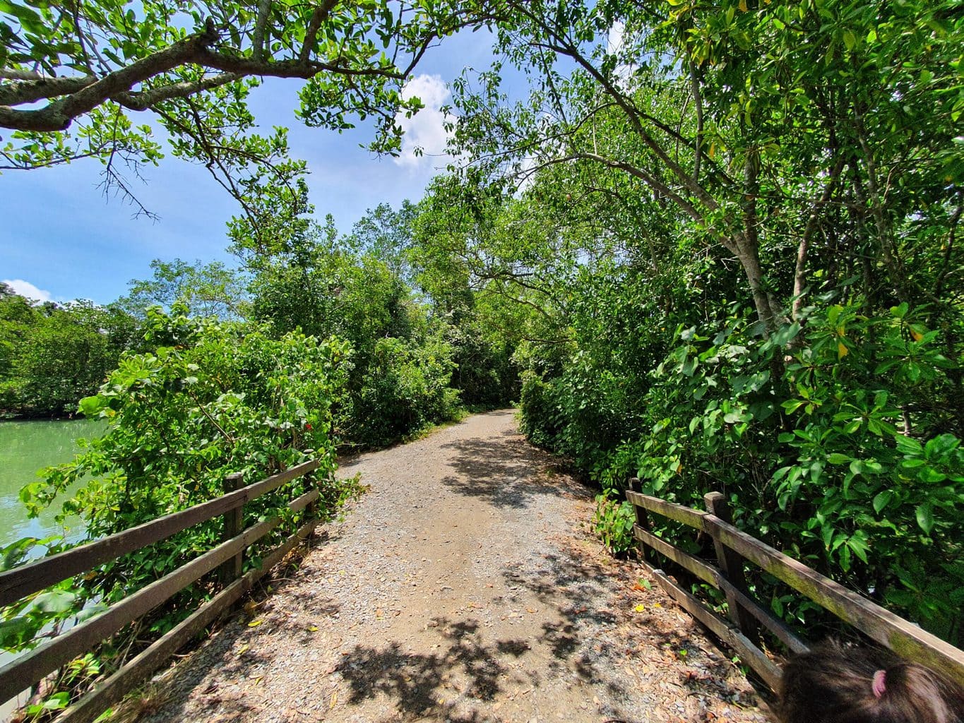 Trails on Pulau Ubin