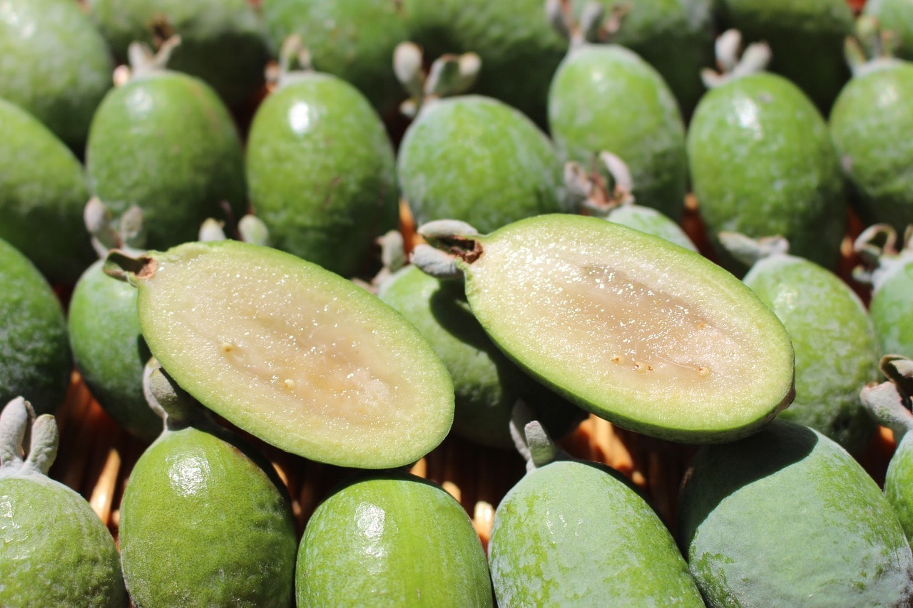 Feijoa (Pineapple Guava)